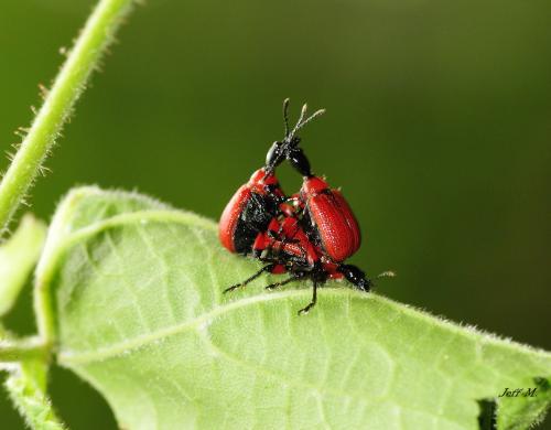 Réf. 281 094 : Apoderus coryli